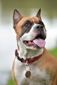 Close-up of a dog looking away