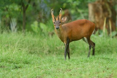 Deer on grassy field