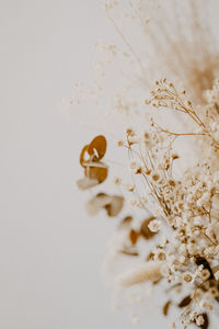 Close-up of white flowering plant