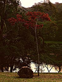 Scenic view of grassy field against sky
