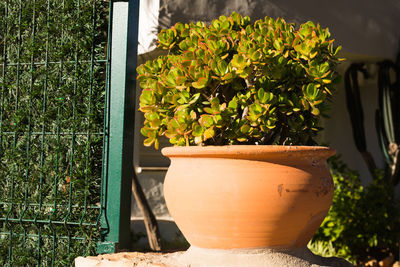 Close-up of potted plant in pot