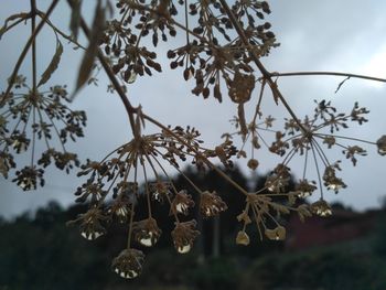 Close-up of flowers on tree