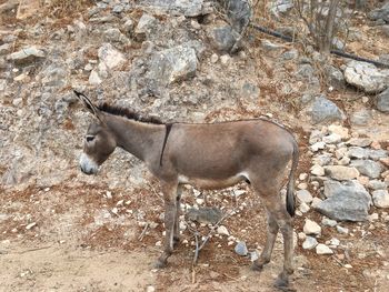 Side view of a horse on field