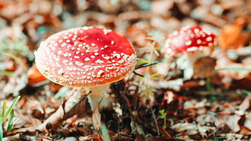 Poisonous red mushroom in aspromonte national park in calabria, italy