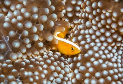 Close-up of fish swimming in sea