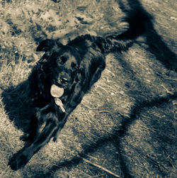 Dog on sand