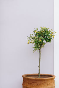 Close-up of potted plant on table against wall at home