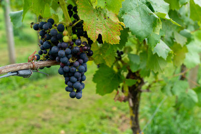 Grapes in vineyard