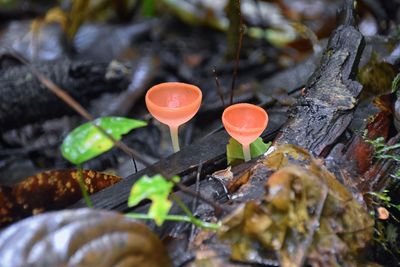 Close-up of mushroom growing in forest