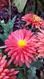 Close-up of flowers blooming outdoors