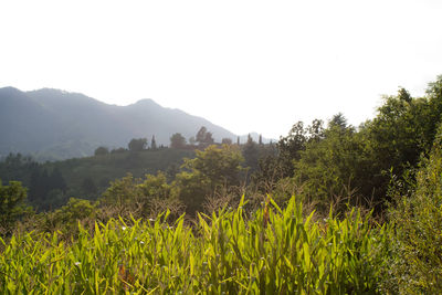 Plants growing on land against sky