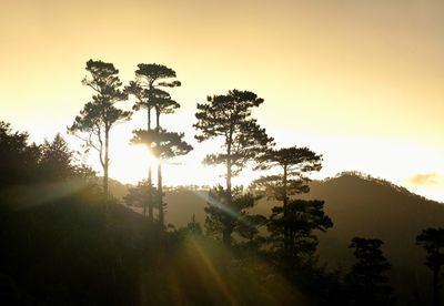 Silhouette trees against sky during sunset