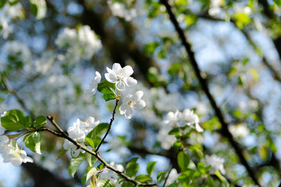 Close-up of white cherry blossom tree