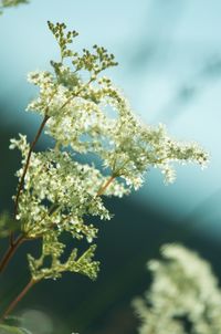 Close-up of white flowers blooming on tree