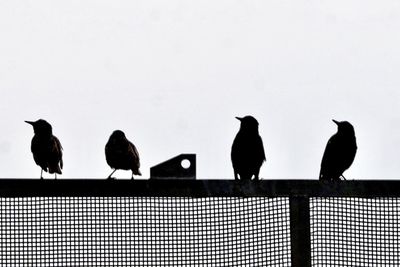 Birds perching on railing against sky