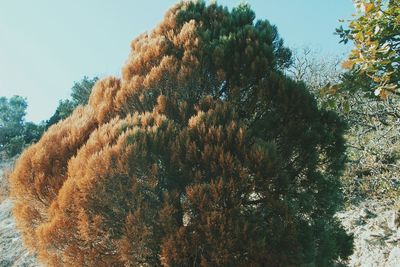 Low angle view of trees