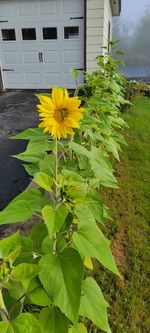 Yellow flowering plant against building