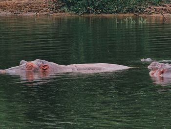 View of turtle swimming in lake