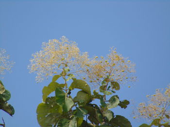 Low angle view of yellow flowers against clear blue sky