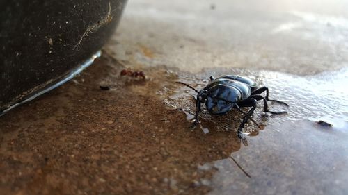 High angle view of spider in a water