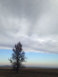 Tree on field against sky