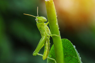 Close-up of insect grasshoper on leaf