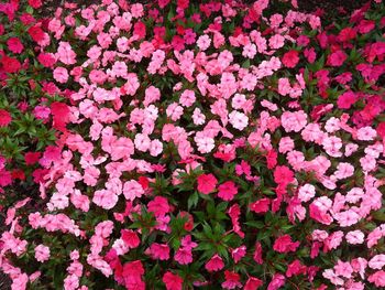 High angle view of pink flowering plants