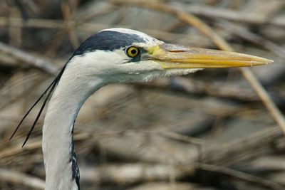 Close-up of gray heron