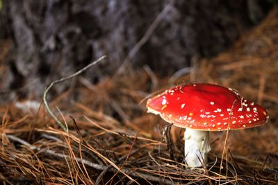 Close-up of fly agaric mushroom on field