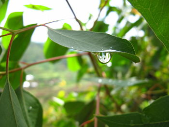 Close-up of raindrops on leaves