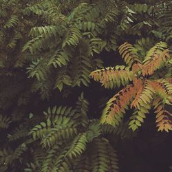 Close-up of fern in forest