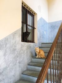 Portrait of cat sitting on steps at home