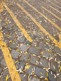 High angle view of autumn leaves on road