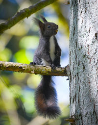 Squirrel on tree trunk