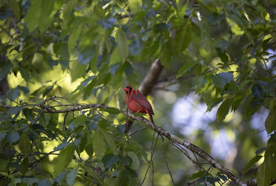 Low angle view of bird perching on tree