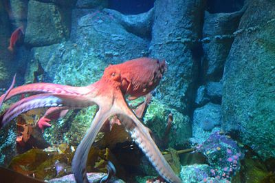 Fish in aquarium