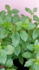 Close-up of green leaves