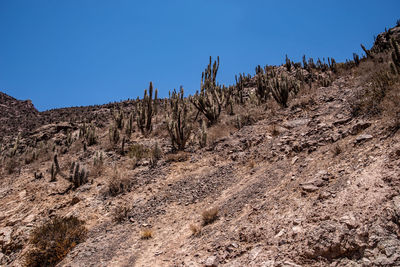 Scenic view of landscape against clear blue sky