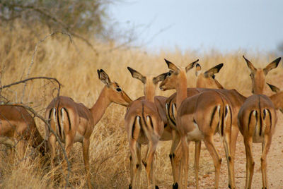 Group of impalas wandering through the grassland of savanna in kruger national park, rear view