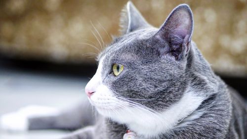 Close-up portrait of cat