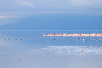 Flock of birds flying in the sky