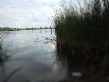 Plants growing in water