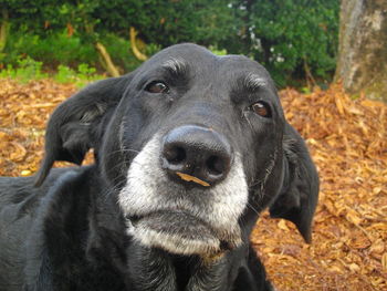 Close-up portrait of black dog