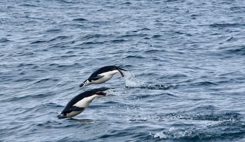 Penguins jumping into sea