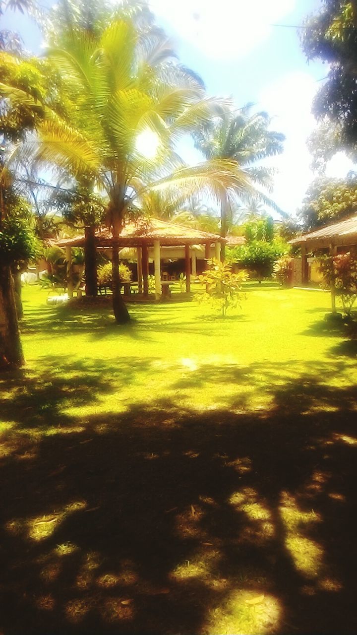 tree, palm tree, sunlight, no people, shadow, day, tranquility, grass, nature, outdoors, growth, landscape, beauty in nature, sky