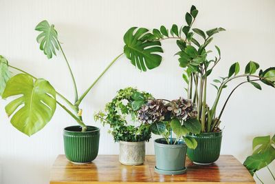 Potted plants on table against wall at home