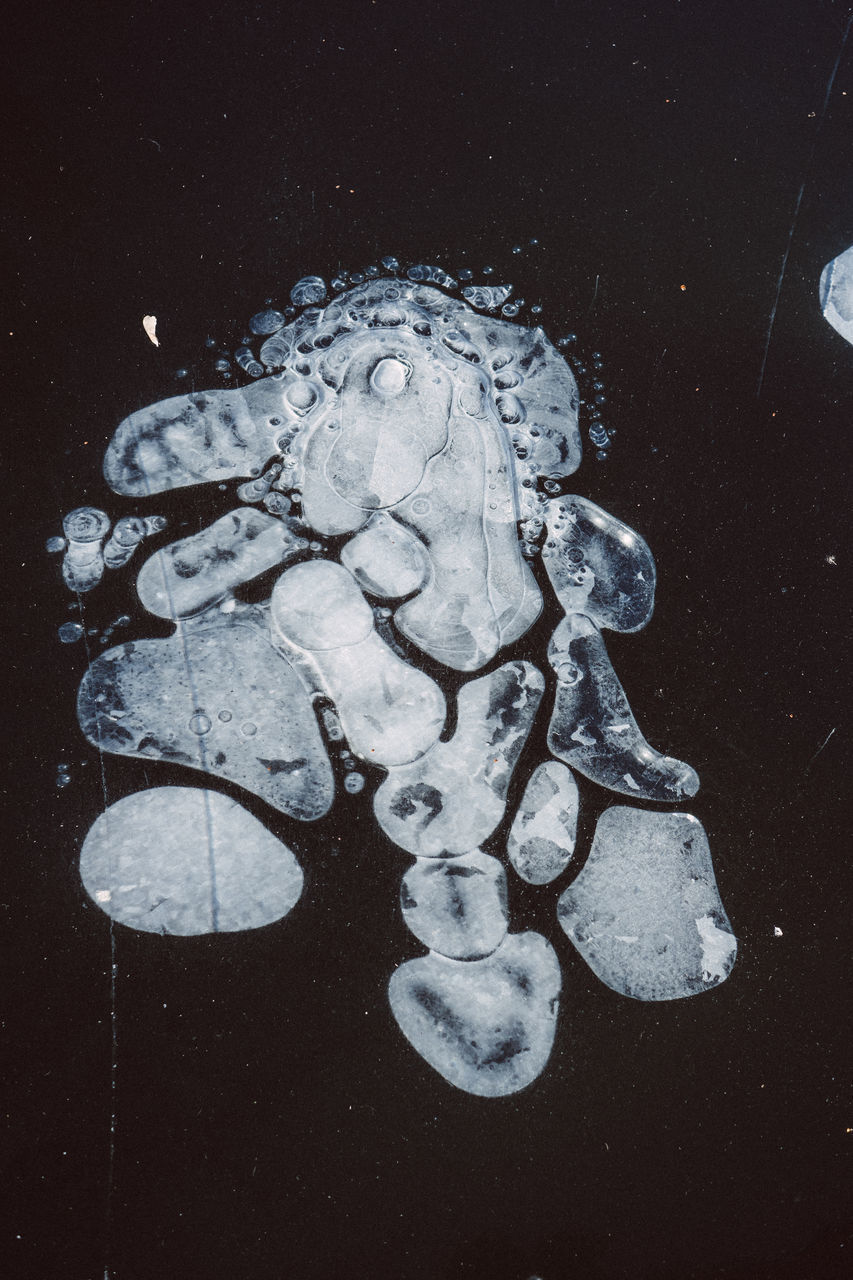 HIGH ANGLE VIEW OF JELLYFISH ON SEA