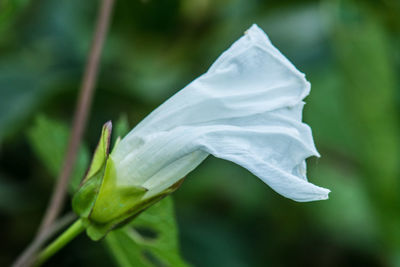 Close-up of white flowers
