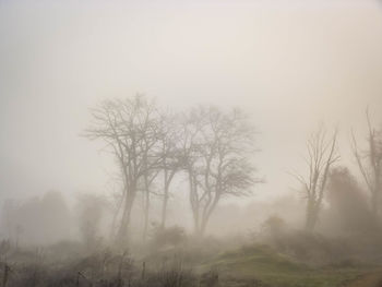 Bare trees in foggy weather