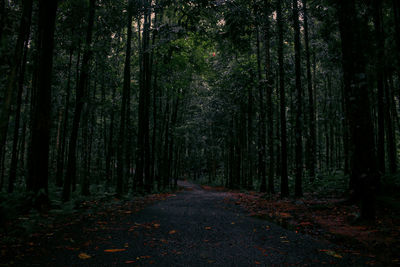 Footpath amidst trees in forest